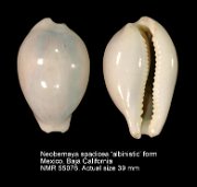 Neobernaya spadicea (albino)